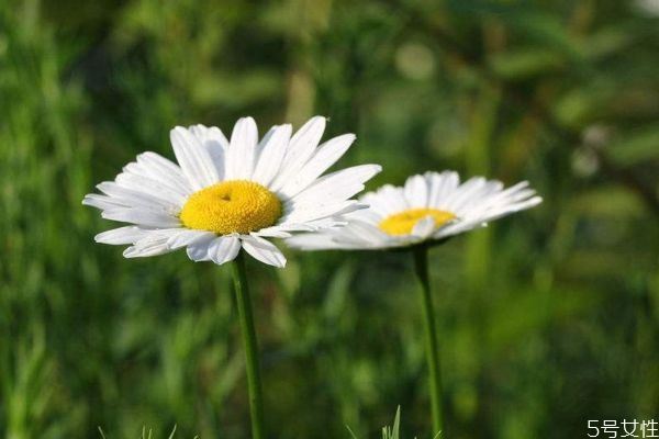 白晶菊的功效和作用,白菊的作用 白晶菊的功效和作用,白菊的作用