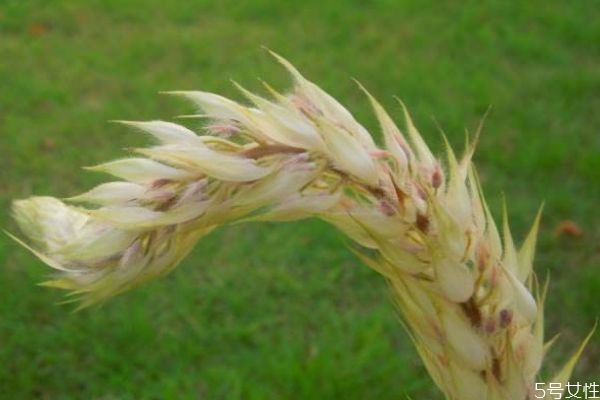 猫尾草的作用和功效是什么,猫尾草的功效 猫尾草的作用和功效是什么,猫尾草的功效