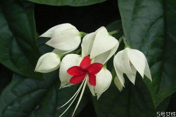 龙吐珠功效,龙吐珠有什么药用价值