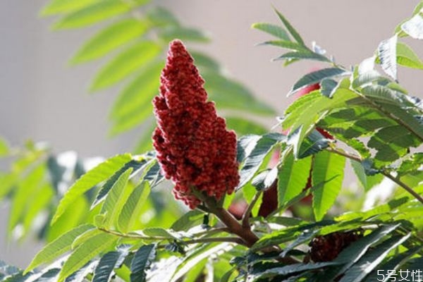 火炬树种子有什么作用,火炬树的功效和作用