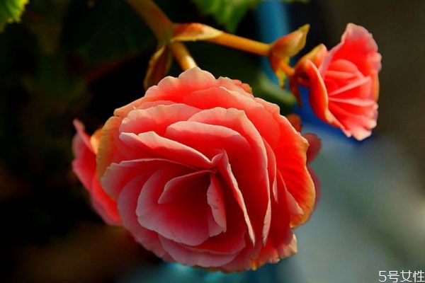 丽格海棠有毒吗 适合家养吗,丽格海棠有香味吗