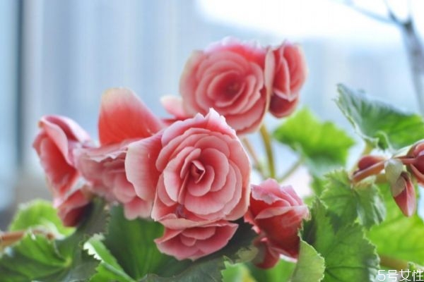 玫瑰海棠和丽格海棠的区别,丽格海棠喜欢水吗