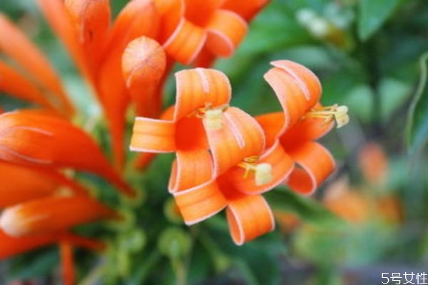 炮仗花种植方法和注意事项,炮仗花的种植方法 炮仗花种植方法和注意事项,炮仗花的种植方法