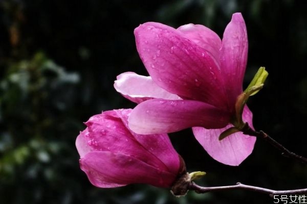 紫玉兰的功效和作用点,紫玉兰花的功效和作用