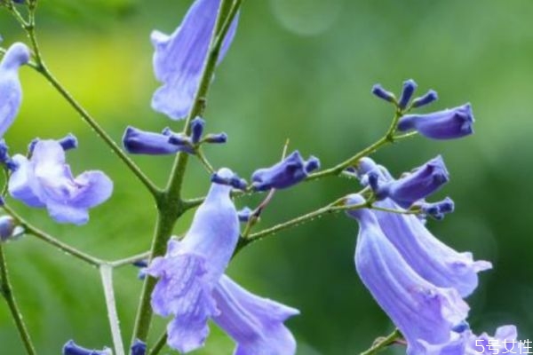 蓝花楹种植条件,蓝花楹的养殖方法和注意事项