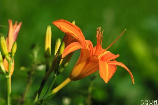 萱草的作用,萱草花功效和作用是什么