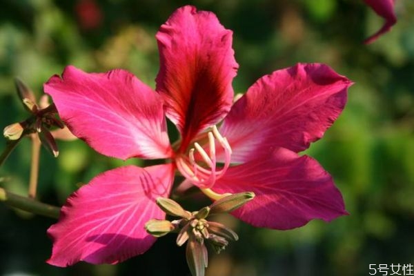 羊蹄甲用什么土栽培好,羊蹄甲的生长环境