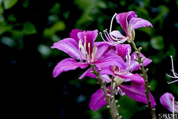 羊蹄甲的功效,羊蹄甲的功效和作用及食用方法 羊蹄甲的功效,羊蹄甲的功效和作用及食用方法