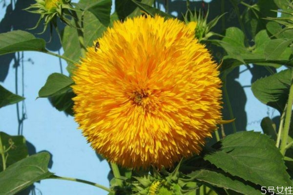 向阳花的作用有哪些,什么是向阳花 向阳花的作用有哪些,什么是向阳花