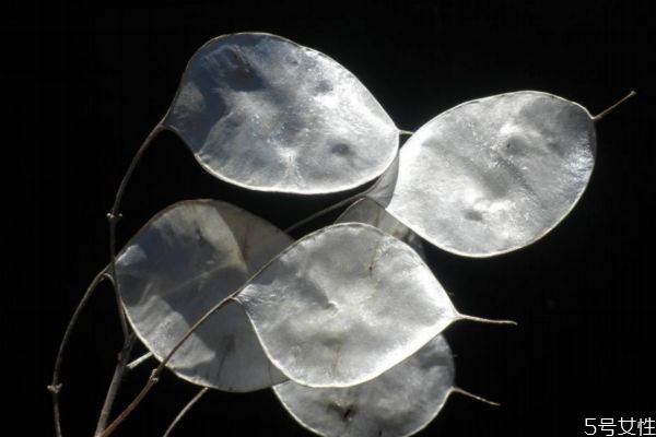 扇扇草的作用,扇子草有什么作用