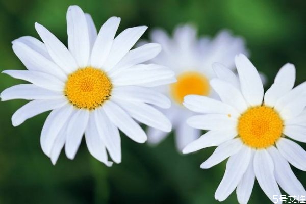 小雏菊的生长环境,雏菊的生长温度