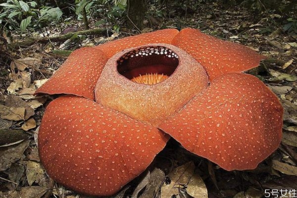 大王花的作用是什么,大王花是花吗