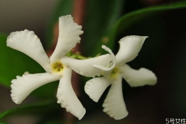 络石花怎么养,花叶络石好养吗