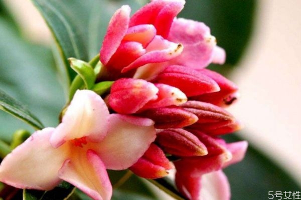 瑞香花的种植及养护,瑞香的种植方法和注意事项