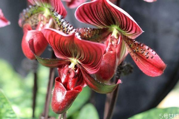 兜兰有毒吗,兜兰有什么药用价值