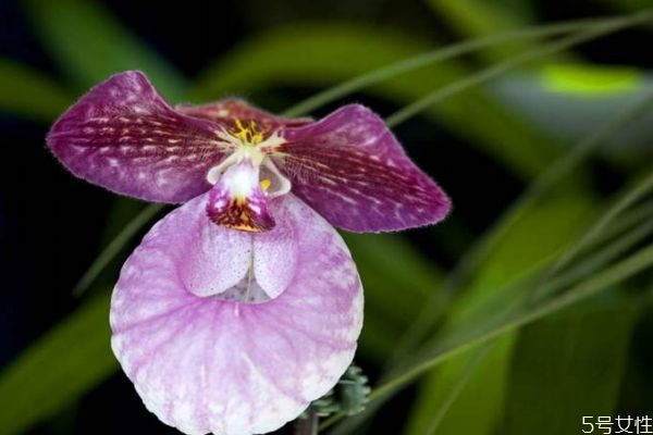 兜兰的功效和作用,兜兰有什么药用价值 兜兰的功效和作用,兜兰有什么药用价值