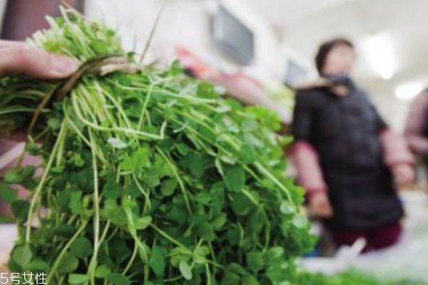 马兰头生长在什么环境里呢(马兰头生长在什么地方)