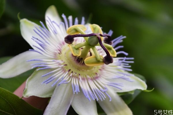 日轮花是什么,月轮花是什么花