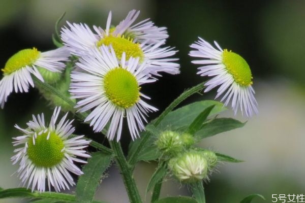 飞蓬的功效,飞蓬是什么 飞蓬的功效,飞蓬是什么