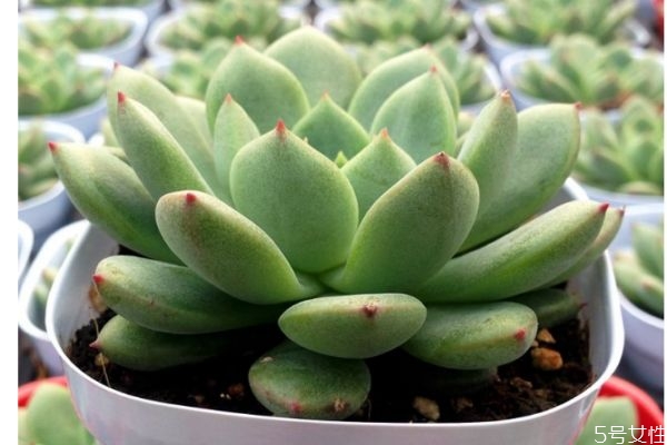 关于多肉植物有什么特点,植物多肉的特点