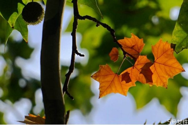 悬铃木的功效和作用,悬铃木用途 悬铃木的功效和作用,悬铃木用途