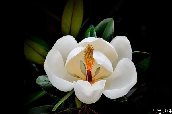 广玉兰的作用,广玉兰的叶子有什么作用