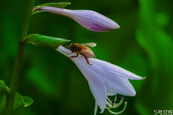 玉簪的种植方法和注意事项,玉簪花什么时候种植最好