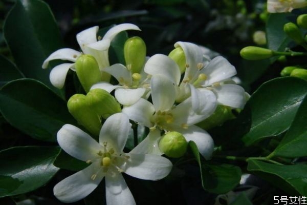 九里香的作用,九里香的功效和作用,九里香的副作用