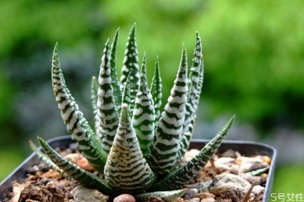 十二卷为什么叫十二卷,为什么叫十二卷