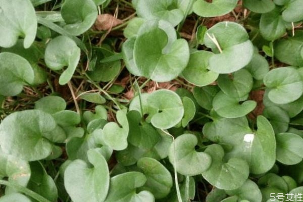 马蹄金的作用,马蹄金的功效和作用及食用方法