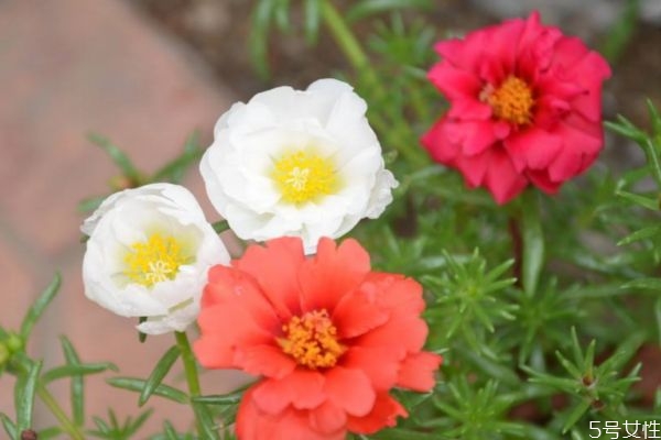 半枝莲怎么种植,半枝莲的栽培技术,什么时候种植 半枝莲怎么种植,半枝莲的栽培技术,什么时候种植