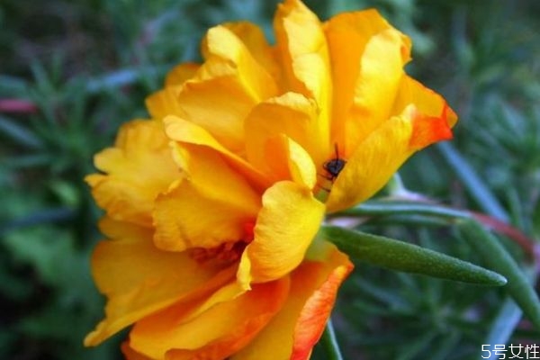 半支莲有什么作用?,半支莲和半边莲的功效和作用 半支莲有什么作用?,半支莲和半边莲的功效和作用