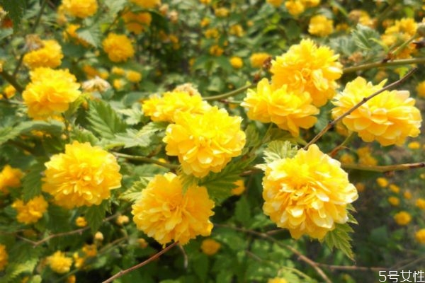 棣棠花种植方法,棣棠花的养殖方法和注意事项