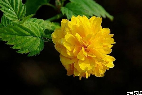 棣棠花的功效和作用,棣棠和棠棣的区别