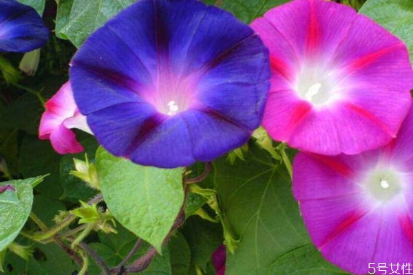 矮牵牛的种植方法和注意事项,矮牵牛的种植方法