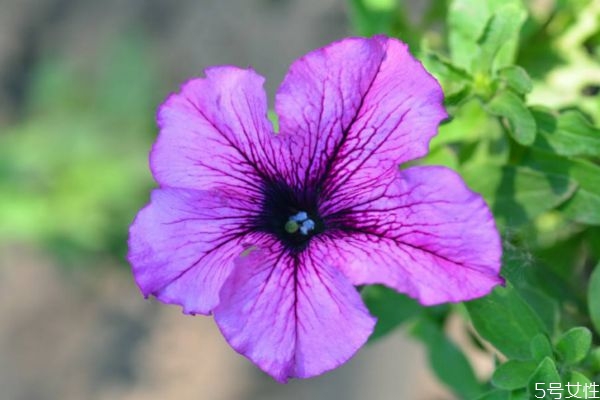 矮牵牛是什么,矮牵牛的特点 矮牵牛是什么,矮牵牛的特点