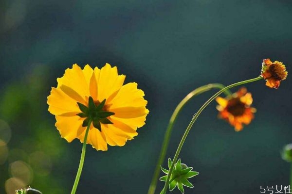 金鸡菊的功效和作用是什么,金鸡菊的药用价值和功效