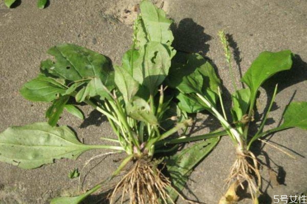 车前草有什么作用呢?,车前草有啥作用 车前草有什么作用呢?,车前草有啥作用