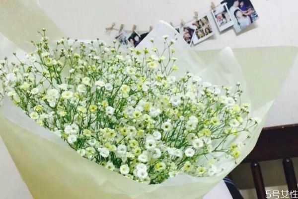 满天星种植注意事项,满天星应该怎么种植