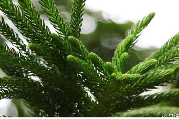 南洋杉有毒吗,南洋杉怕冻吗?