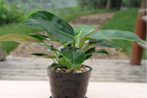 金钻用什么土种植好,植物金钻的养殖方法和注意事项