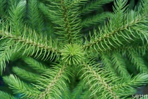 南洋杉的功效和作用,南洋杉的药用价值