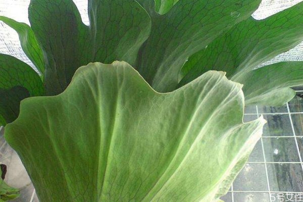 鹿角蕨的种植方法,鹿角蕨的养殖方法