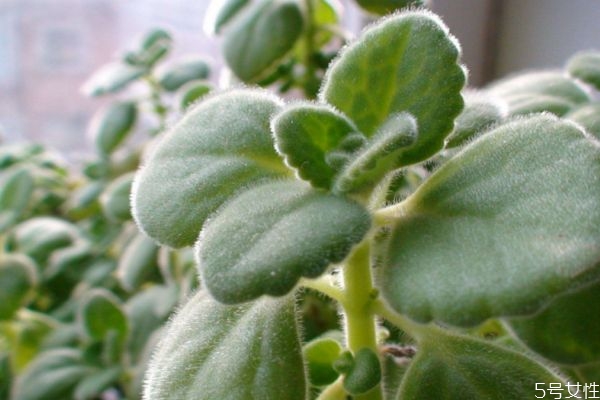 碰碰香会开花吗?,碰碰香会开花吗几年能开花