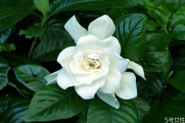 水横枝的功效和作用,水横枝是什么