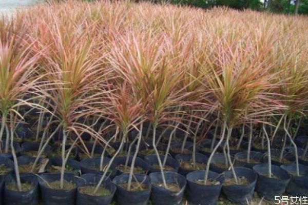 千年木的作用和功效,千年木是木本植物吗 千年木的作用和功效,千年木是木本植物吗