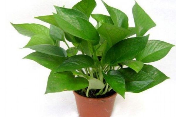 黄金葛是什么,黄金葛在风水上的作用