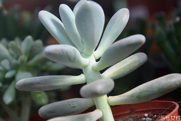 白美人的养殖方法,白美人的养殖方法和注意事项 白美人的养殖方法,白美人的养殖方法和注意事项