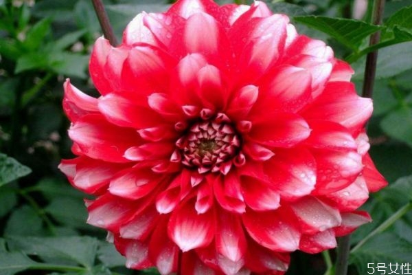 大丽花的种植方法和注意事项,大丽花如何种植