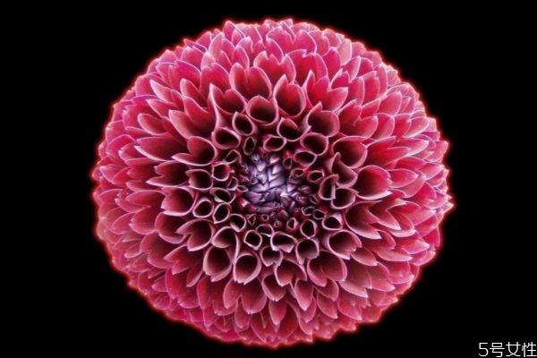 大丽花功效,大丽花的功效和价值